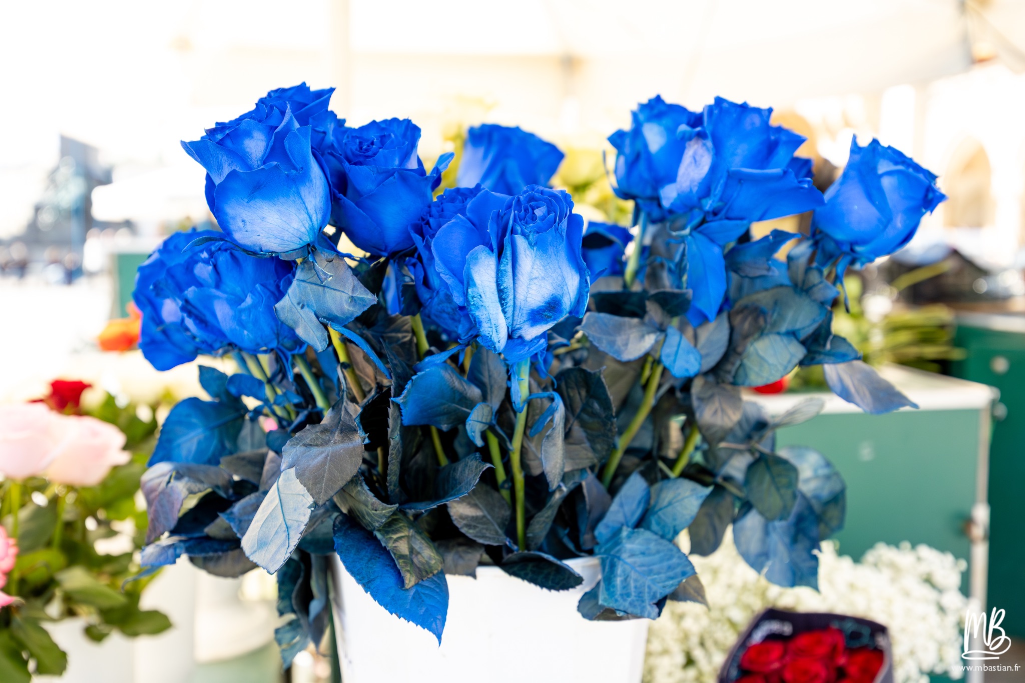 2026 04 04 CRACOVIE MB 19